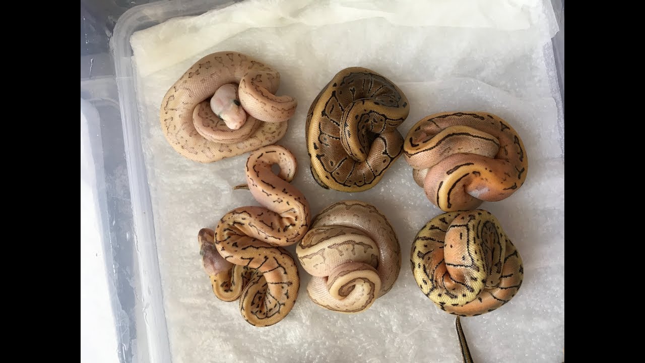 Sexage Pythons regius Ponte N°4 Dragon Fly X Calico Lesser  Het Clown