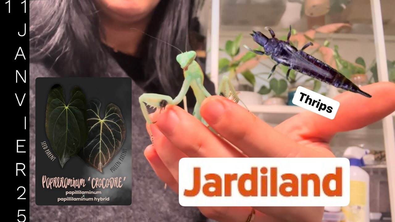 JARDILAND ARTIGUES / MANTES RELIGIEUSE / ANTHURIUM CROCODILE