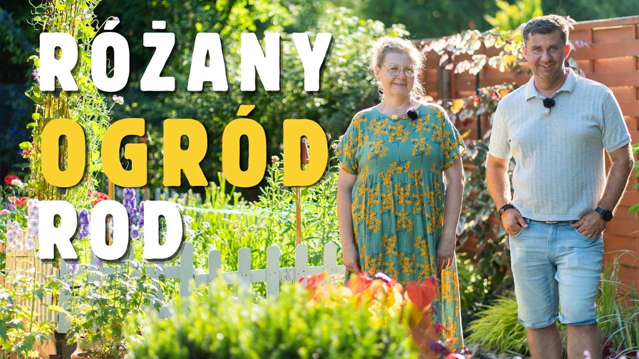 Jak dbać o r&oacute;że rabatowe? Odwiedzamy zachwycający ogr&oacute;d ROD! Wow!Garden 2026