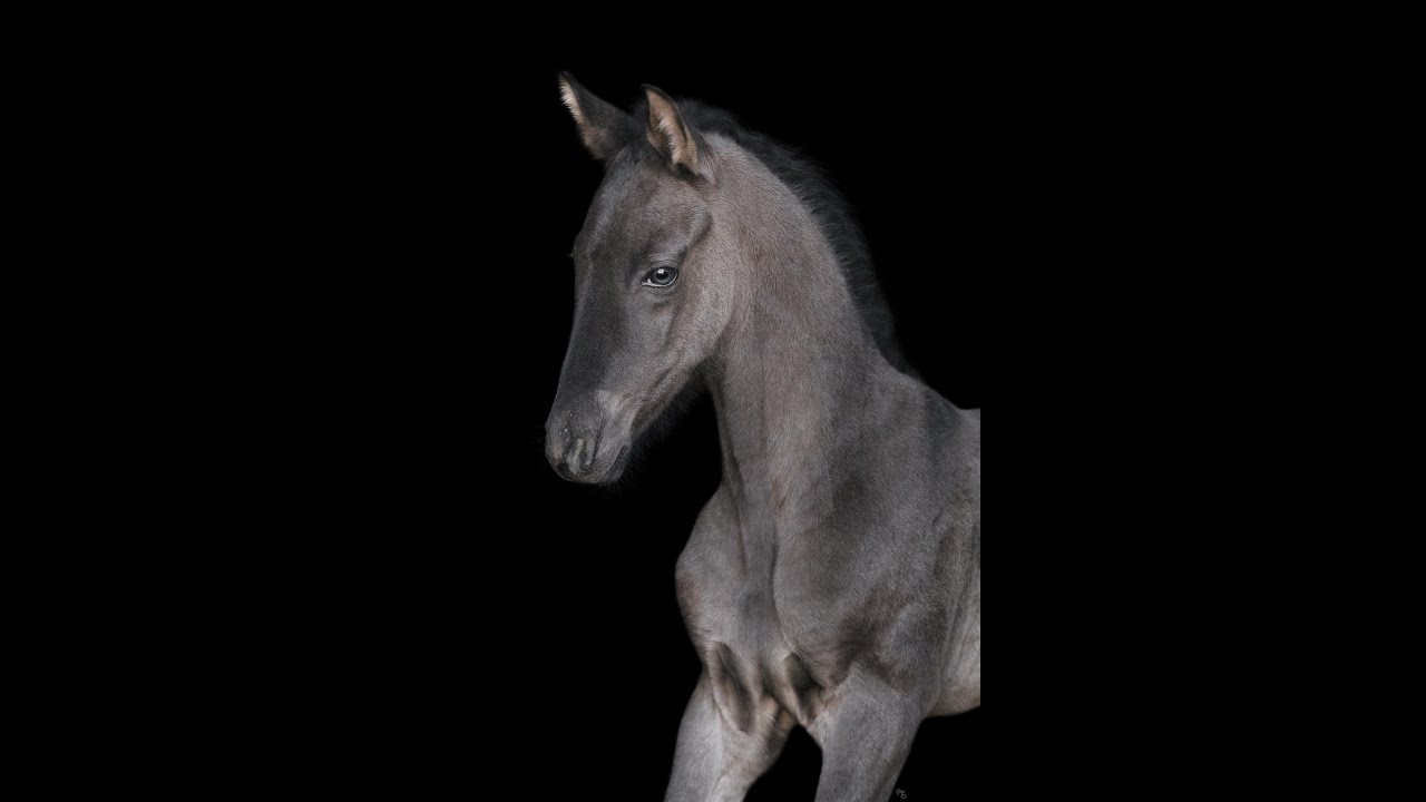 Akhal Teke Horses Centre Horses