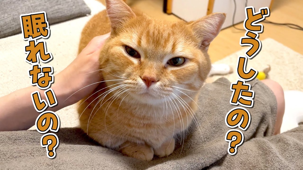 眠れないママを心配して朝まで寄り添ってくれる猫が愛おしすぎる！