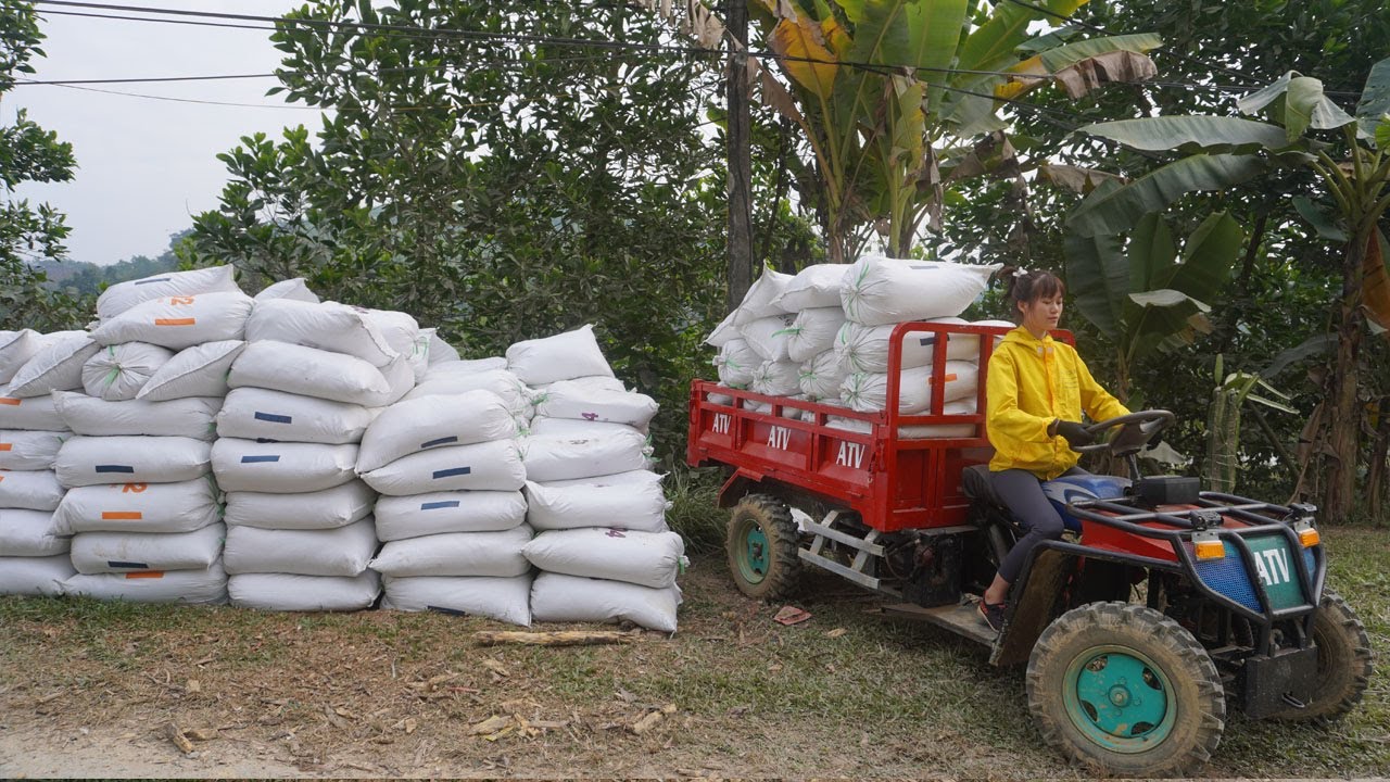 Harvesting 1000+ tomatoes, cassava, fish and plastic waste to truck transport sell