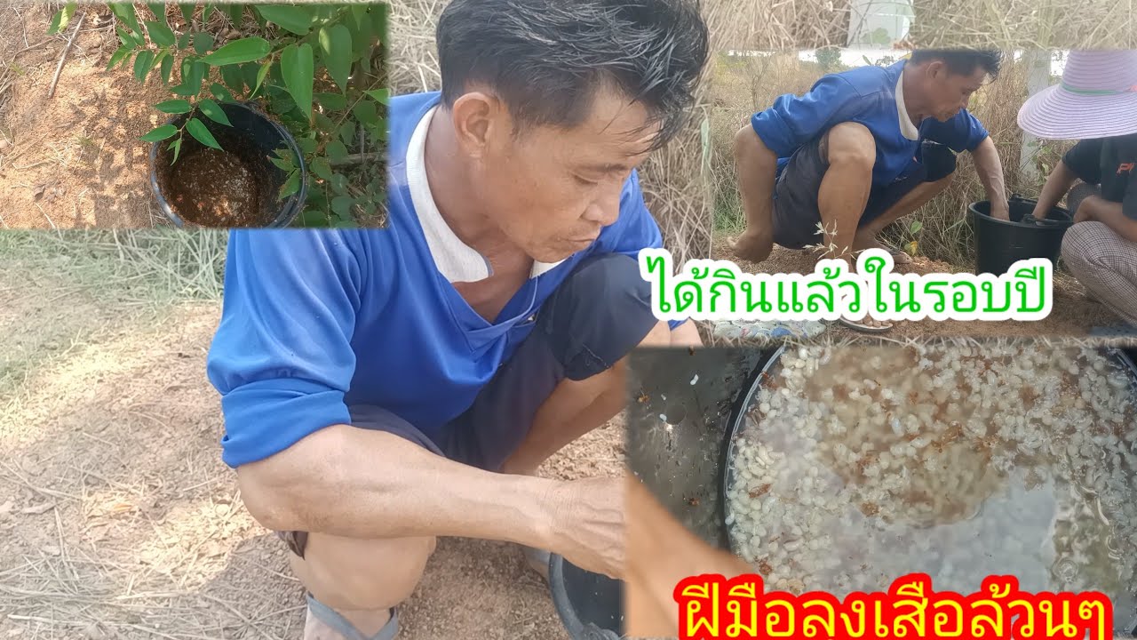 ตะลึงลุงเสือไปเอามาจากใหน!!ไข่มดแดงสดๆ