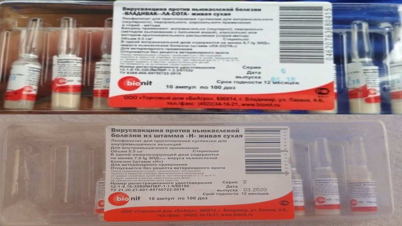 tovuqlarni davolash  // товукларни чума касаллигига карши емлаш