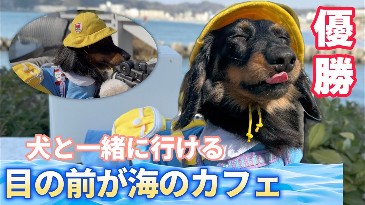 【海が目の前】犬と行ける神カフェが最高すぎた