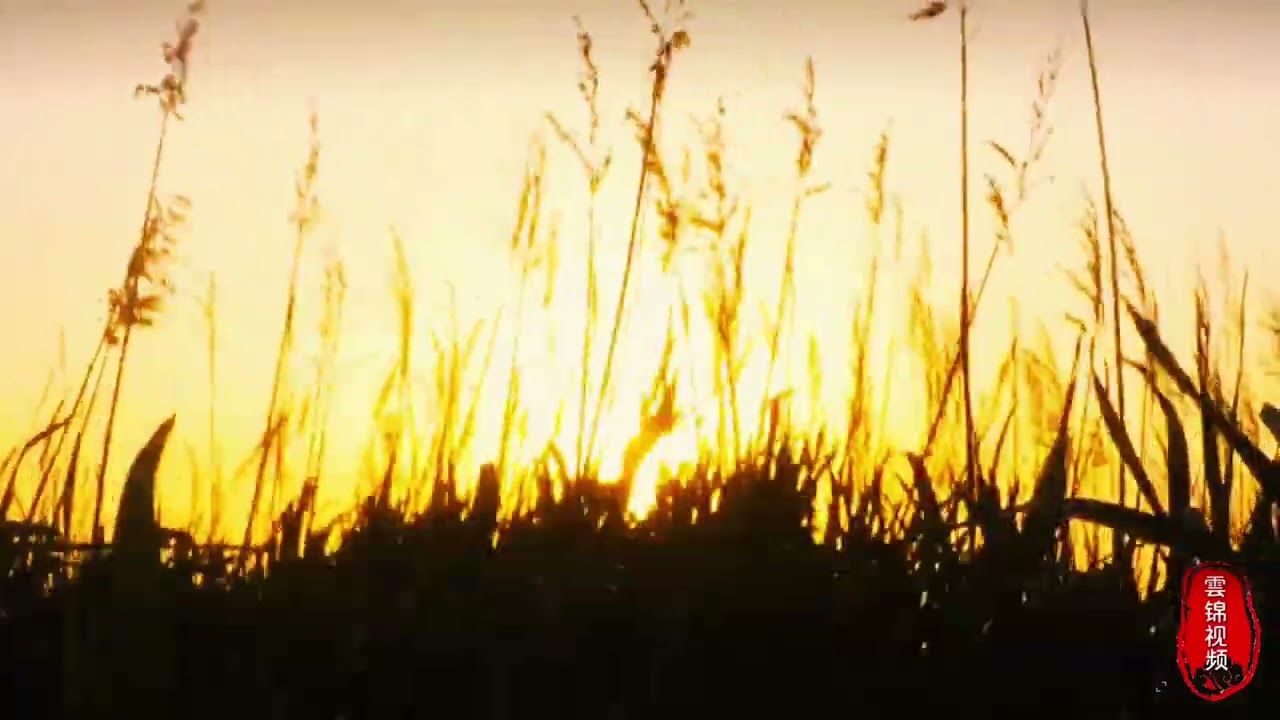 【你是我最深沉的思念】作者/朗读 雲锦