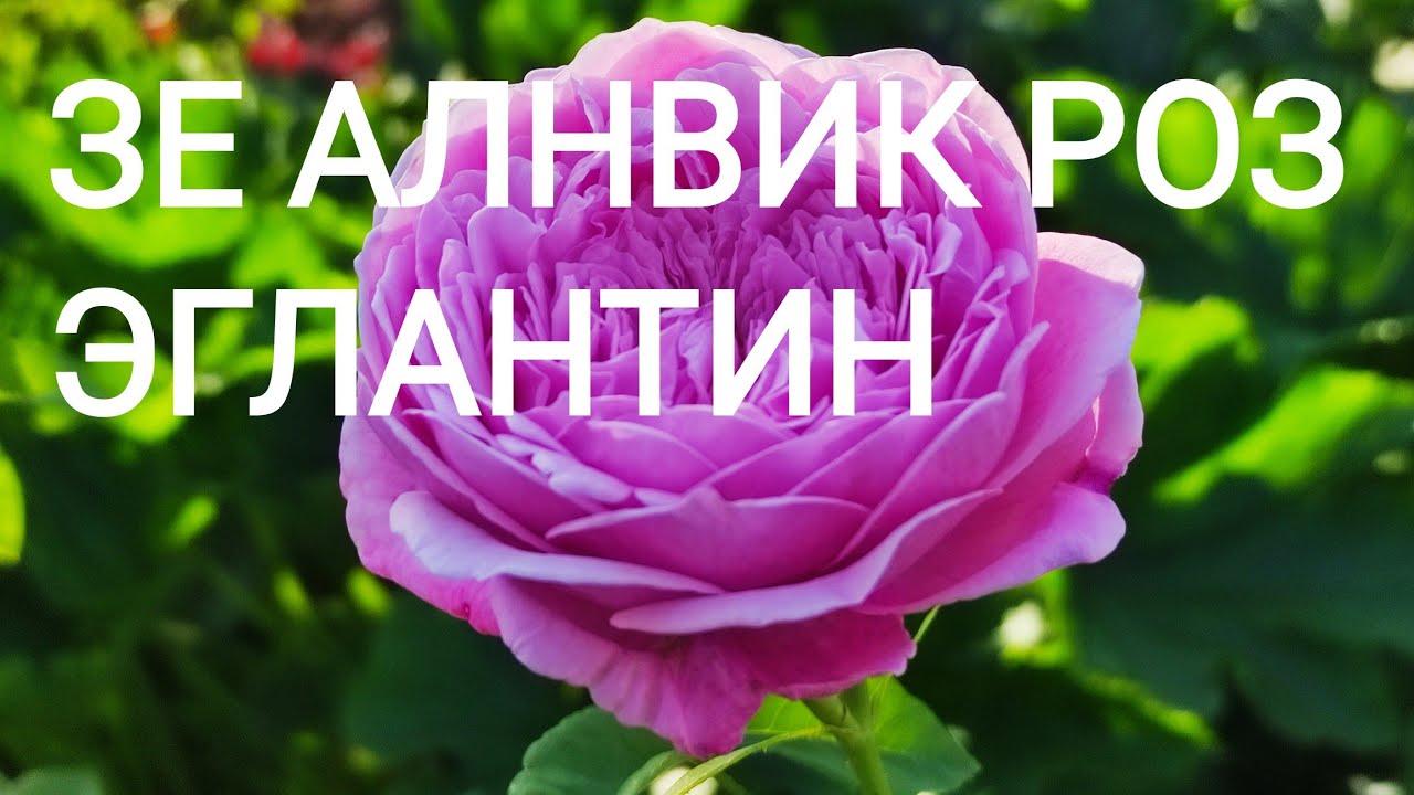 РОЗЫ, НЕ РЕКОМЕНДУЮ, большебы их не посадила.