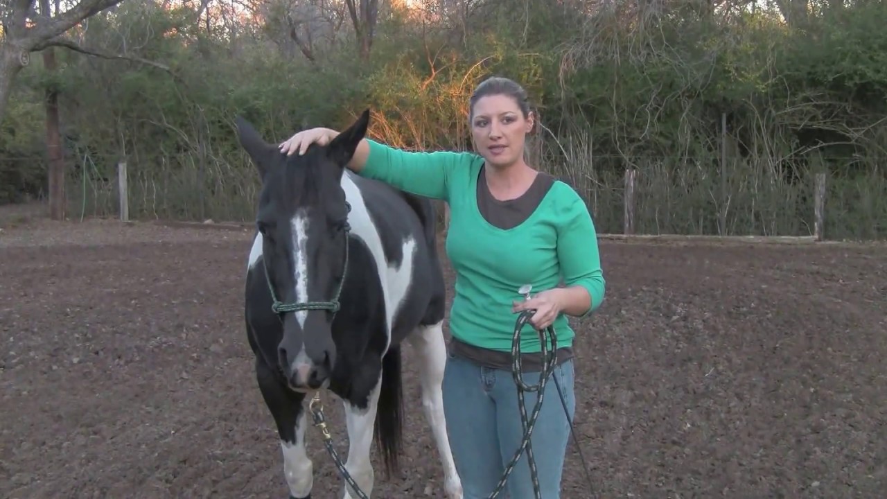How to do groundwork with your horse to gain respect