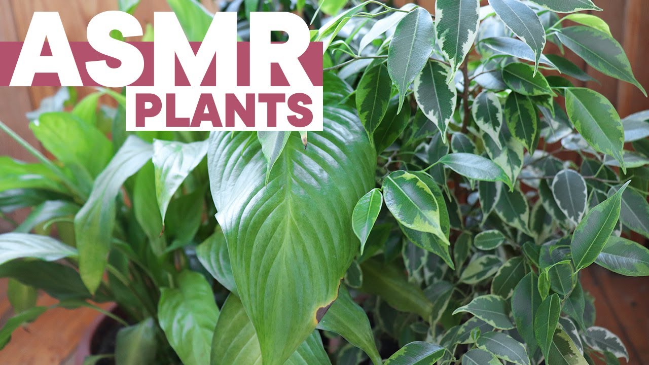 АСМР Таппинг по моим растениям, шелест | ASMR Tapping around my plants