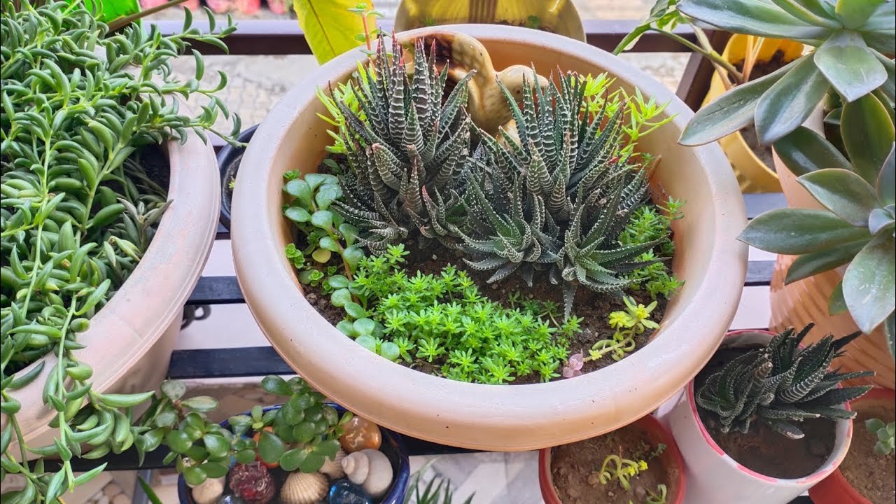 दिसंबर-जनवरी में नर्सरी से जरुर लाएं इन 10 permanent succulents को || Top 10 hardy succulents