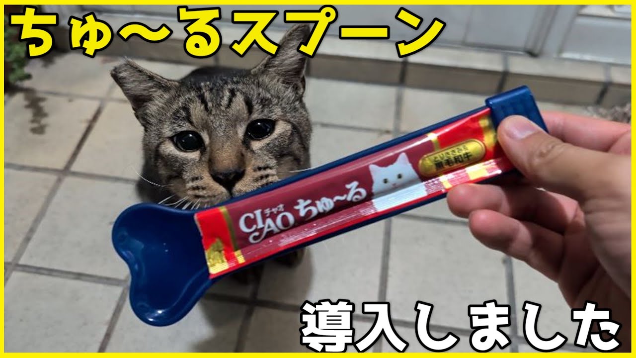 ちゅ～るスプーンを導入してみました！！