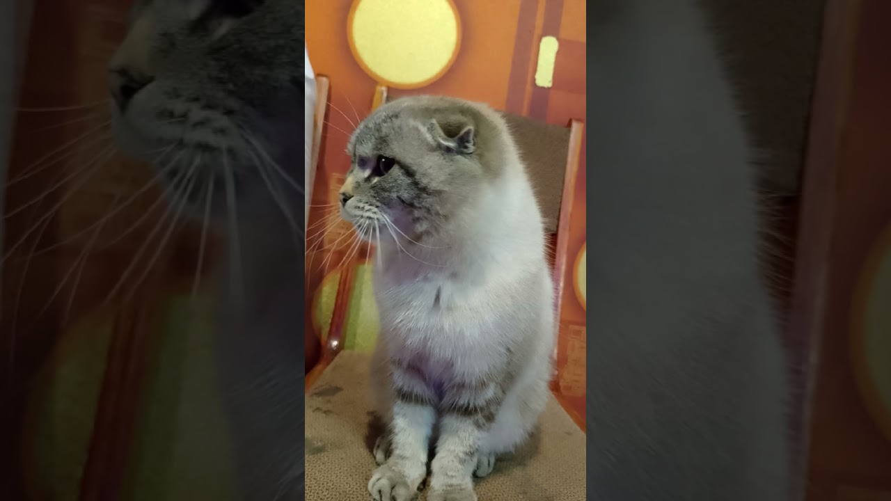 Первый VLOG!!! Знакомство! Знакомство с нашей семьёй и то чем мы занимаемся.