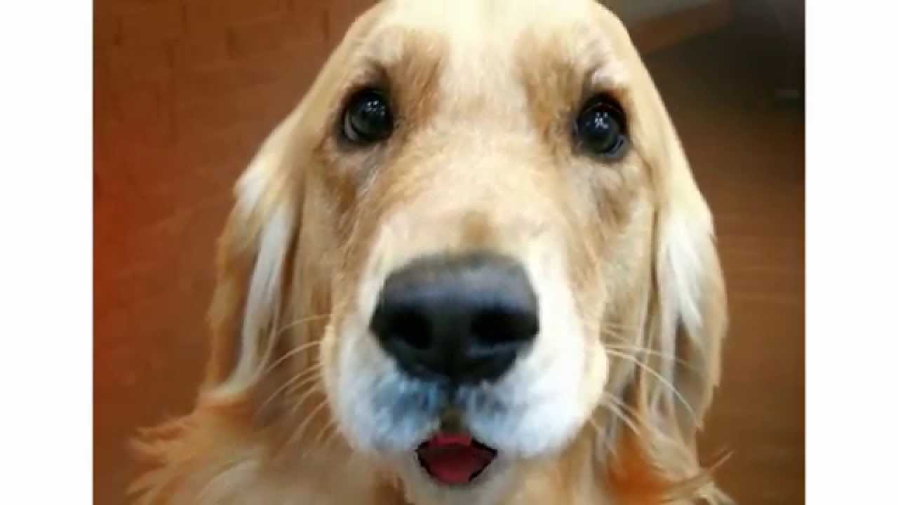 escapeaway with your dog