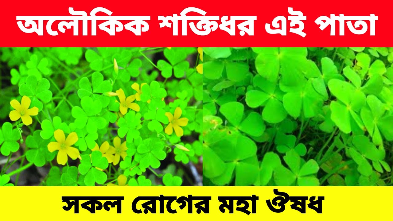 আমরুল শাকের অবিশ্বাস্য স্বাস্থ্য উপকারিতা | আমরুল শাক খেলে শরীরে কী ঘটে | Benefits of Oxalis Leaves