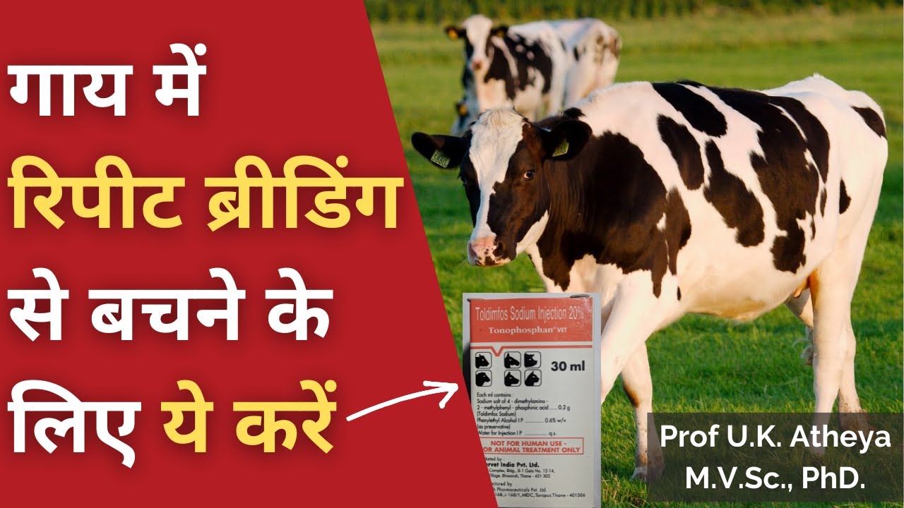 गाय में रिपीट ब्रीडिंग से बचने के लिए ये करें | Problem of Repeat Breeding in Cow