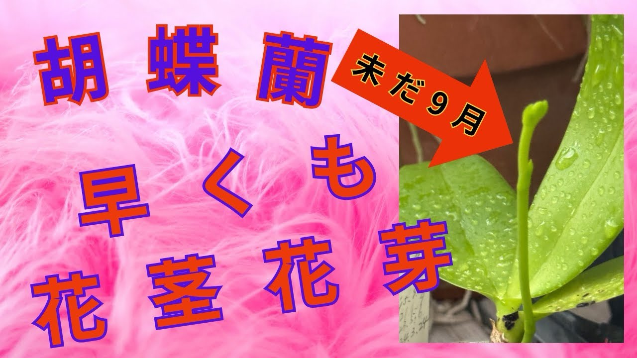 胡蝶蘭　未だ9月　早過ぎる花茎　異常事態？　