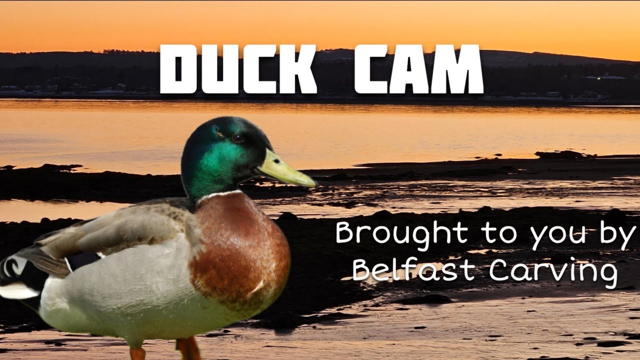 Duck Cam -