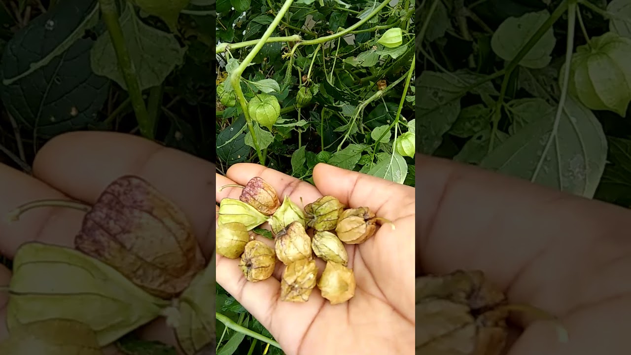 Golden berry plant in my garden.#Shorts