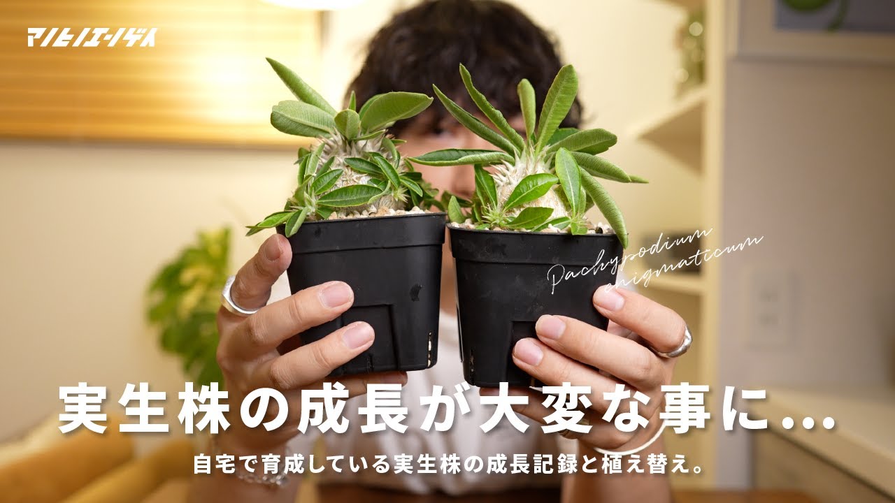 この春に急成長した実生株の観察と植え替え｜実生1年〜2年｜パキポディウム｜塊根植物｜灌木