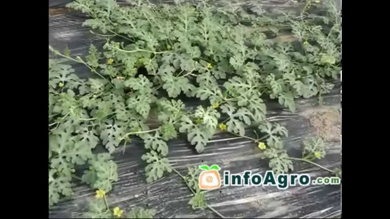 Watermelon Growing. How to plant, grow and harvest watermelon