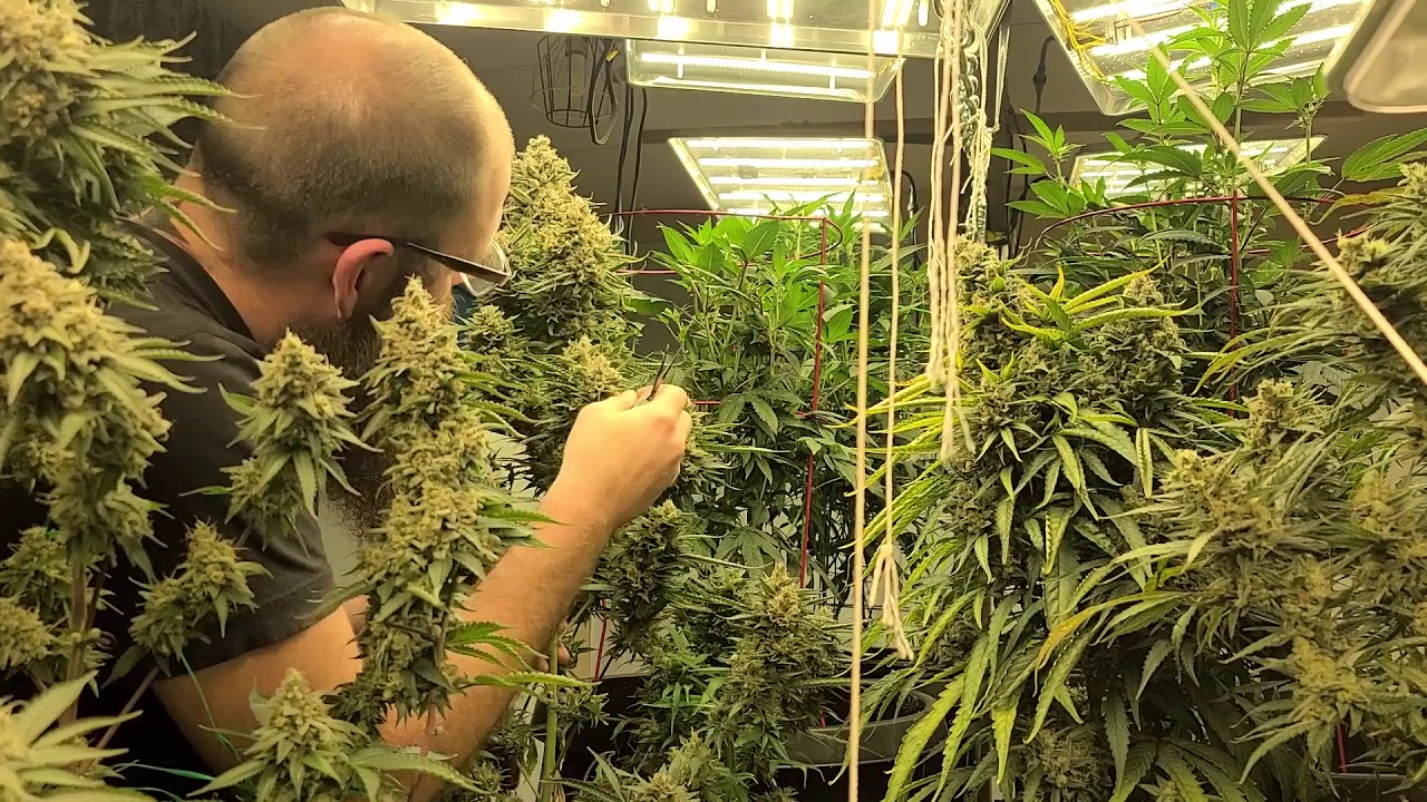 Stripping your leaves in the final week. The what, the why, the how? Dude that hyperlapse! (18+)