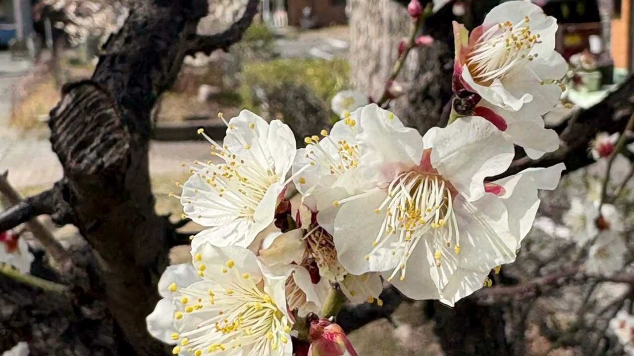 白梅の花言葉「気品」「上品」　　　　　　　　　　　　　　癒しの花と音楽