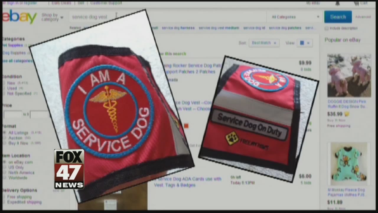 Fake service dogs create real problem for people with disabilities