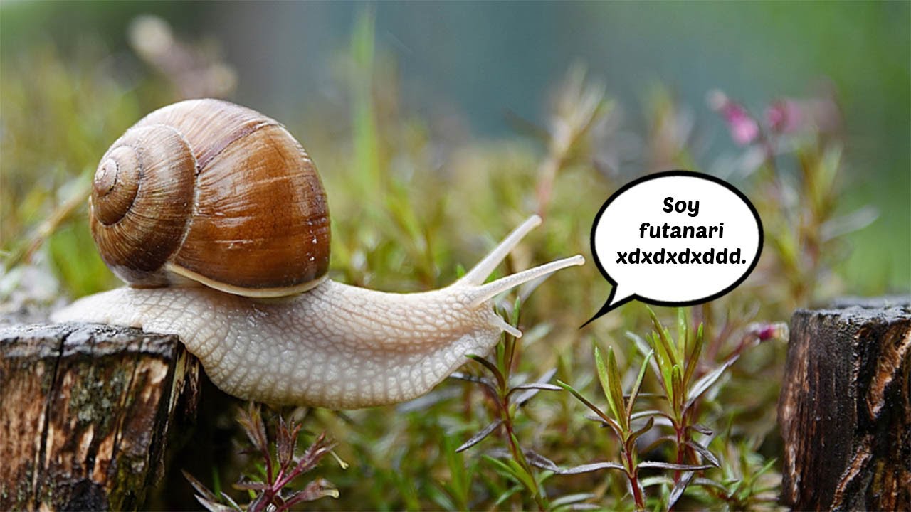 La Sabiduría de la Naturaleza y de la creación según Rangu