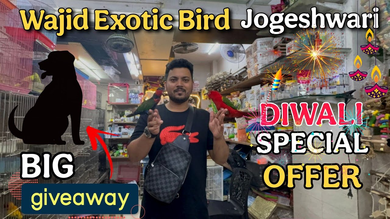Wajid Exhotic Bird Jogeshewari|Big Giveaway Diwali special Offer Exotic Bird Shop 
