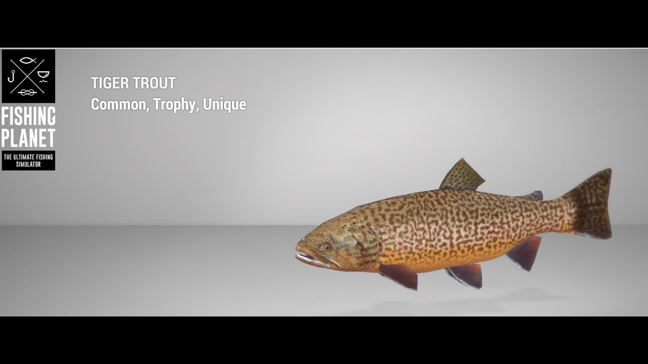 Fishing Planet - Saint Croix Lake - Trophy - Tiger Trout - Feeder