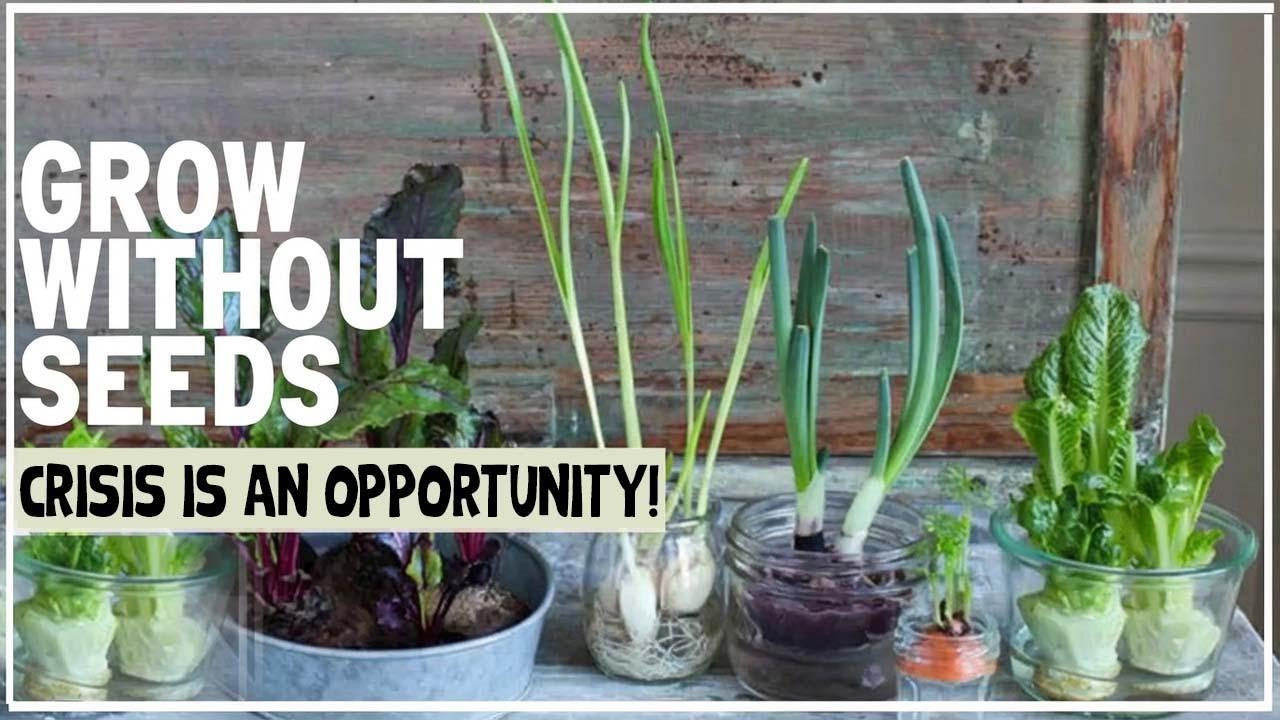 Starta din egen tr&auml;dg&aring;rd &ndash; inga fr&ouml;paket beh&ouml;vs! Anv&auml;nd det du redan har fr&aring;n butiken