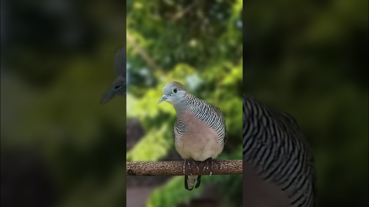 ORIGINAL suara perkutut BETINA memanggil jantan #perkutut #perkututsuaraengkel #birds #burung