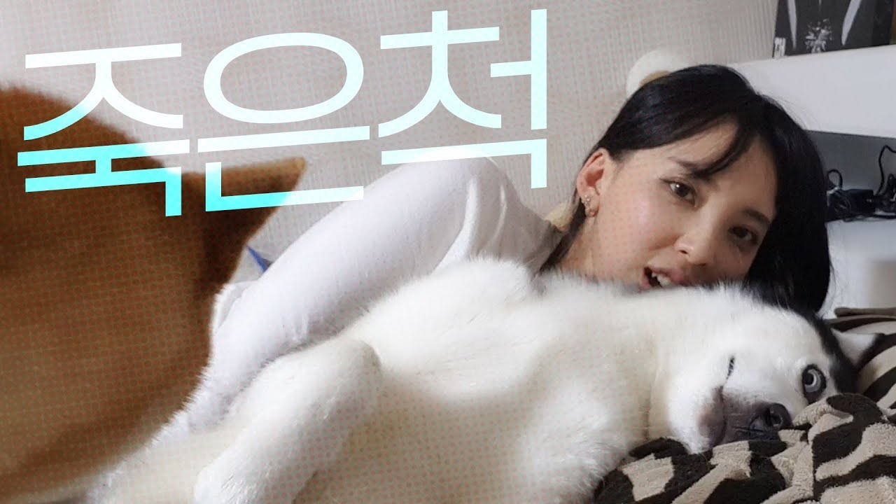 죽은척 하는 허스키 [까꿍이네 Daily Life]