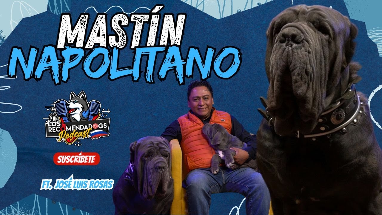 Mastín Napolitano: El Poderoso Gladiador Italiano. Los Recomendadogs I Ep 32