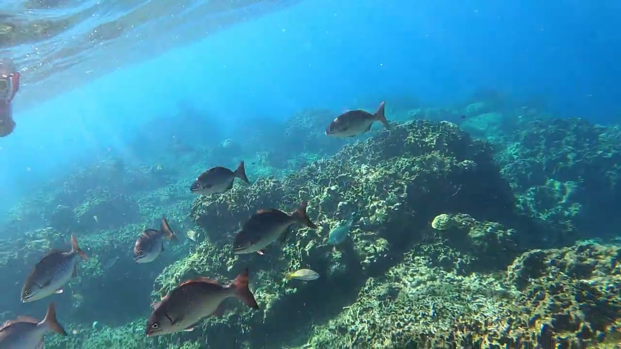 Roatan Honduras Maya Key Private Island Snorkeling July 2025 Royal Caribbean