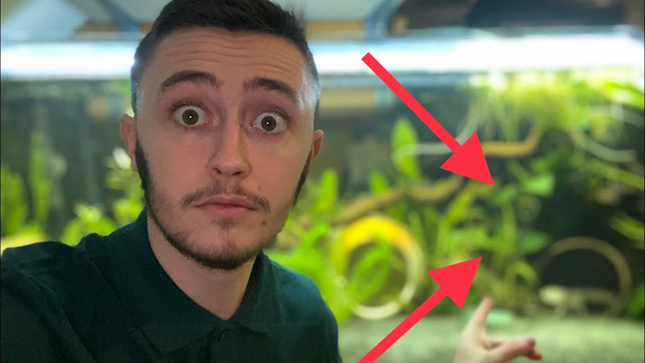 ON A EU DES ŒUFS D’AXOLOTLS !