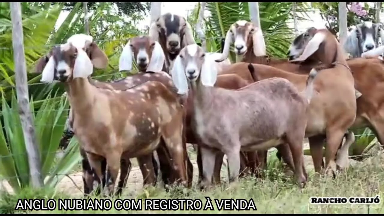 CRIA&Ccedil;&Atilde;O DE ANGLO NUBIANO COM REGISTRO &Agrave; VENDA NO RANCHO CARIJ&Oacute; EM LIMOEIRO PERNAMBUCO