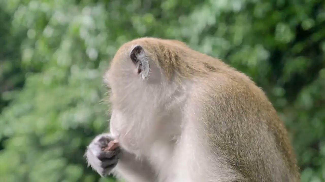 Monkey Mischief: The Funniest Monkey Moments Caught on Camera#monkey #monkeys #monkeyvideo