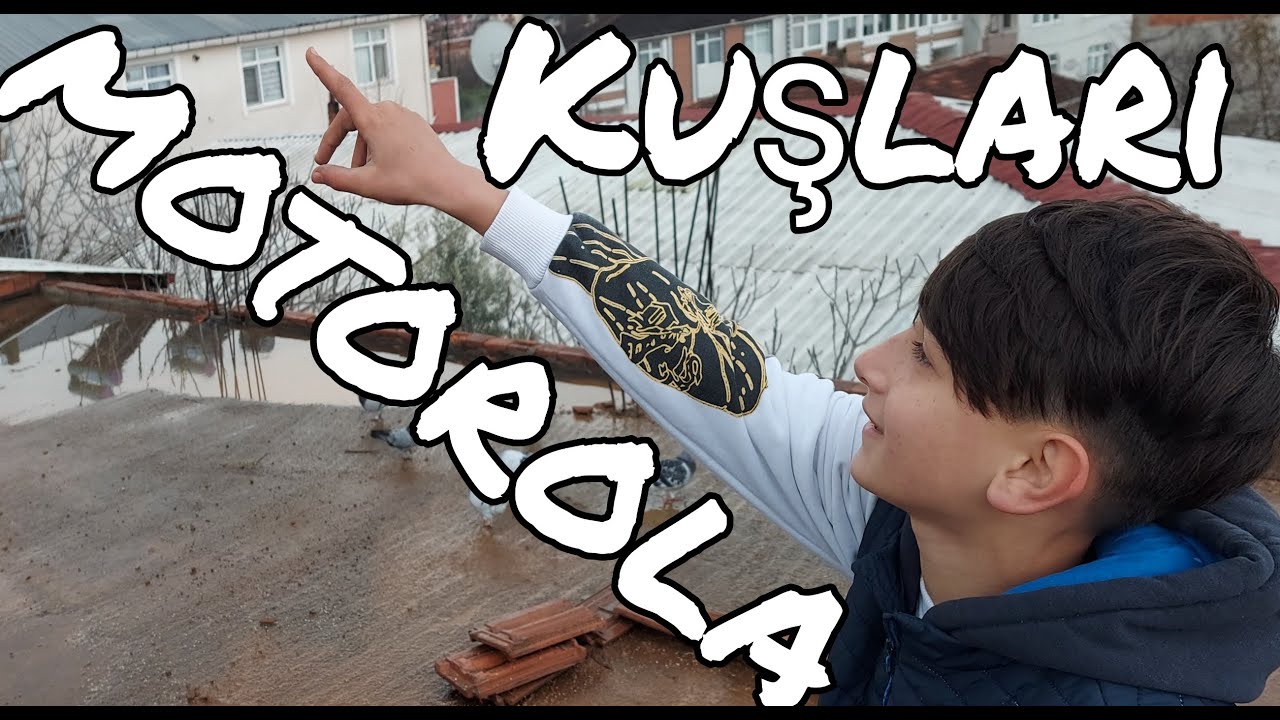 Giresunlu Ufuğun Kuşları, Motorola Cep Telefonu.. Gebze Taklacı Güvercin Kümesleri