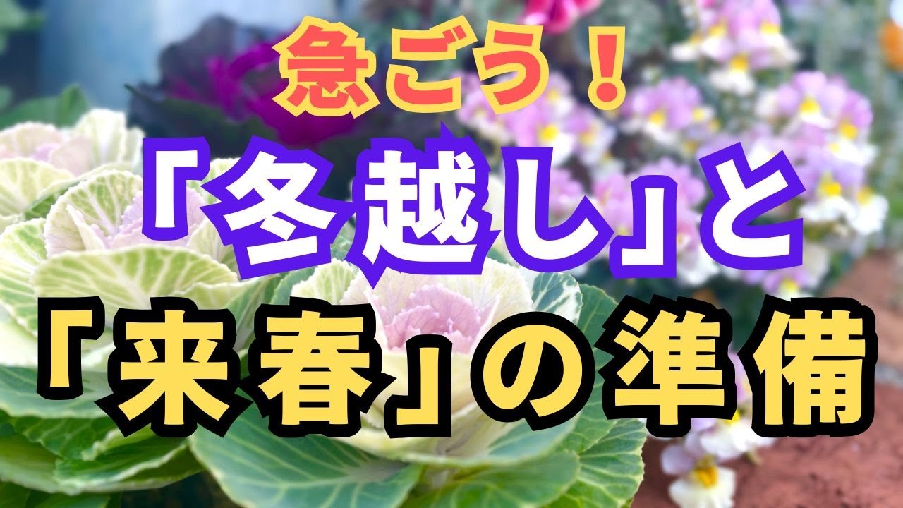 【１２月のガーデニング】宿根草の冬越し準備・耐寒性の弱い株の掘り上げ・雪柳の株分け等々 #flowers #gardening #ガーデニング #japaneseflowers