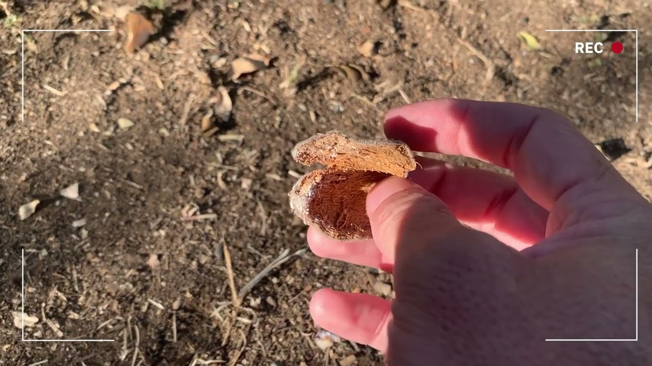 Valent Views: Kevin Campos on Navel Orangeworm in Almonds