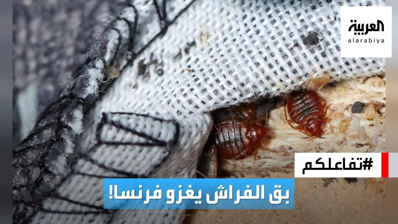 تفاعلكم : حشرات بق الفراش تغزو فرنسا ومخاوف من تخطيها الحدود!