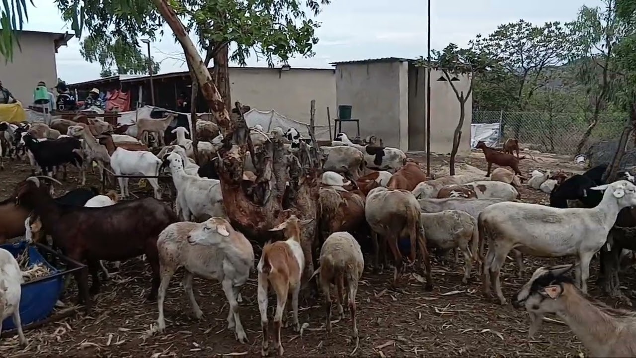 11 000 broilers, 400 sheep and goats. Birdland Poultry Centre Goromonzi Chibamu training. 