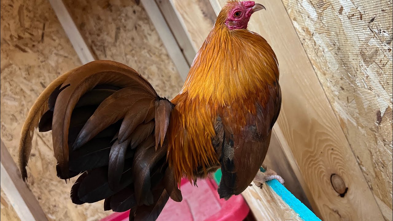 Lawrenceburg Kentucky swap. Old English game bantams, silkies, goats crafts and more! EP 1.