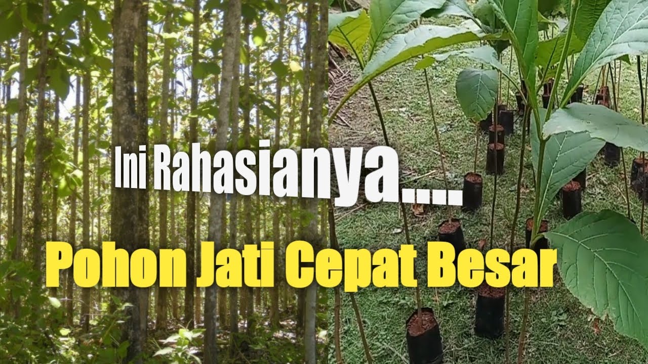 Cara Menanam Pohon Jati sesuai Teknik Yang Benar