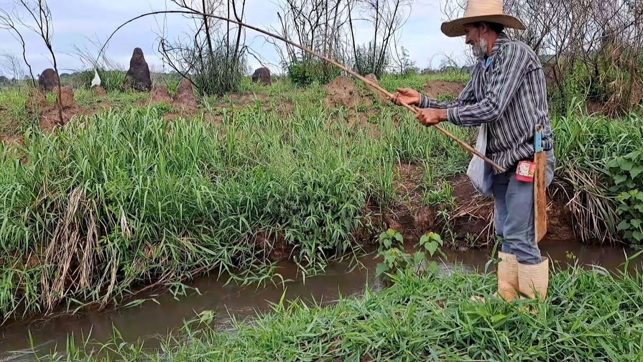 NUNCA JULGUE UM RIO PELA QUANTIDADE DE ÁGUA , PESCARIA DE BARRANCO COM VARA DE BAMBU./PESCARIA RAIZ.