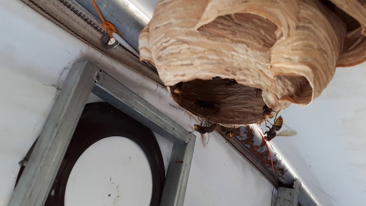 Çadıra Yuvan Yapan Eşek Arılarını Yakaladık