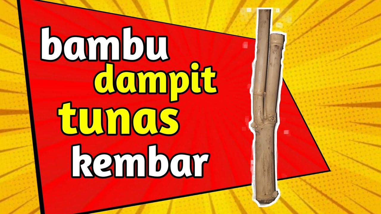 bambu dampit bertuah
