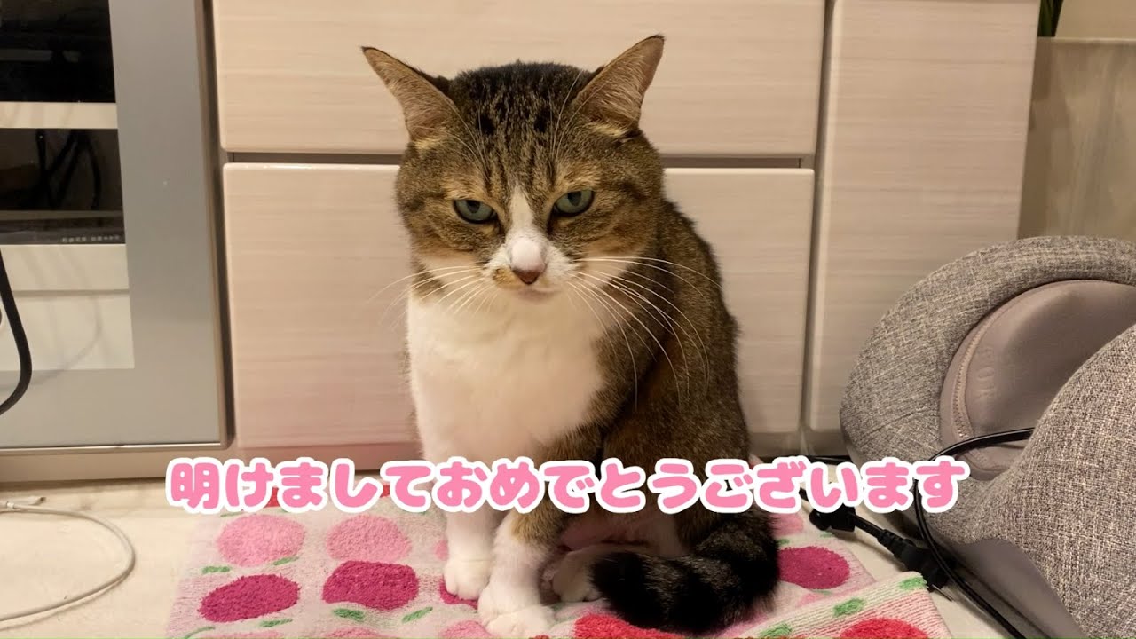 【保護猫】わらこと一緒に年越ししました