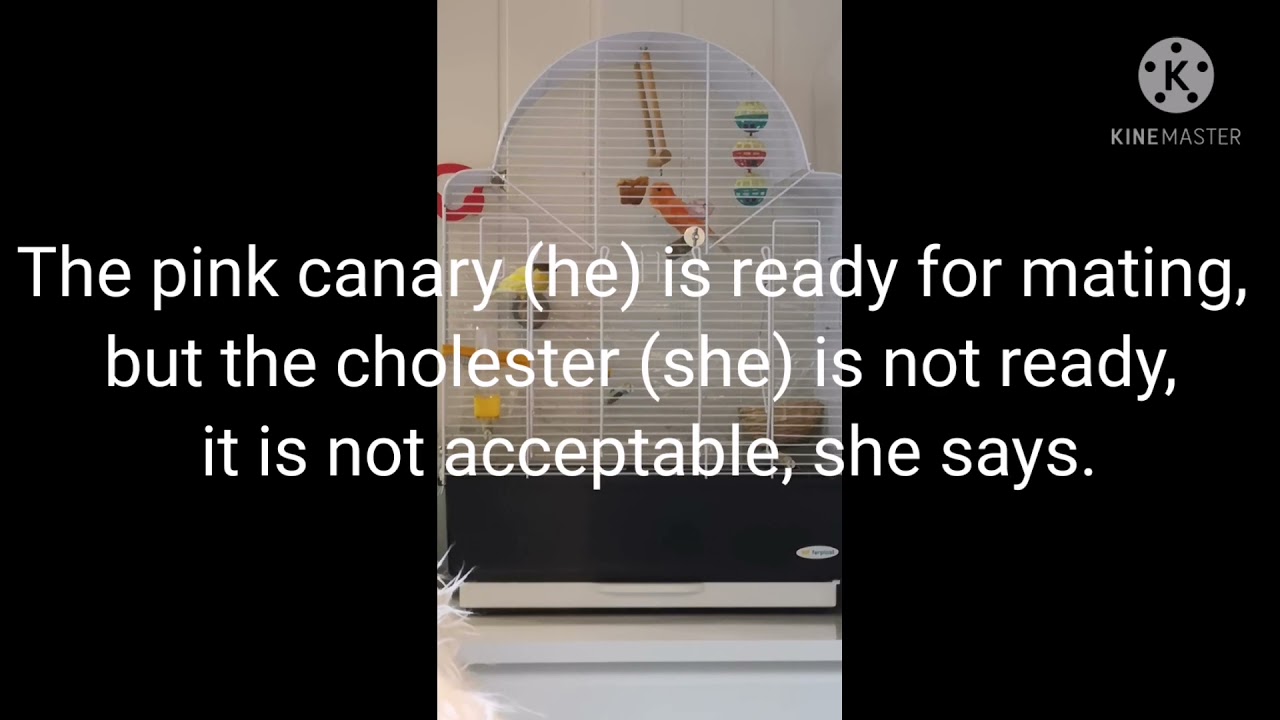 Canary mating, first time togethere